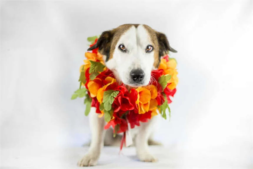 11 plantas y flores seguras para gatos que alegrarán tu hogar