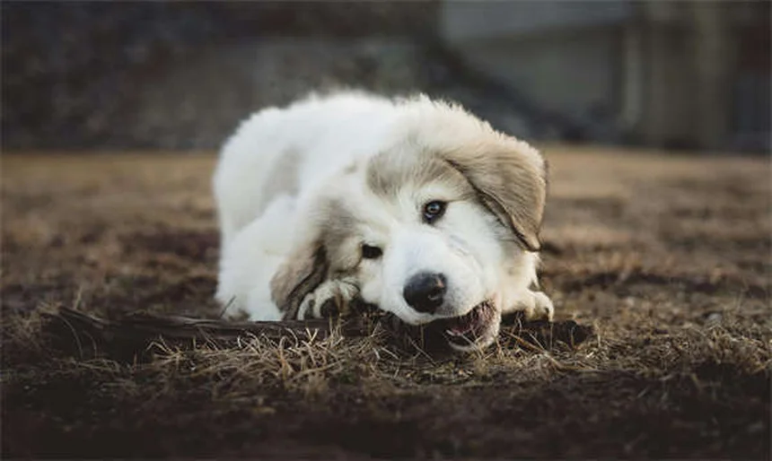 ¿Por qué los perros lamen tu cara? 7 razones sorprendentes
