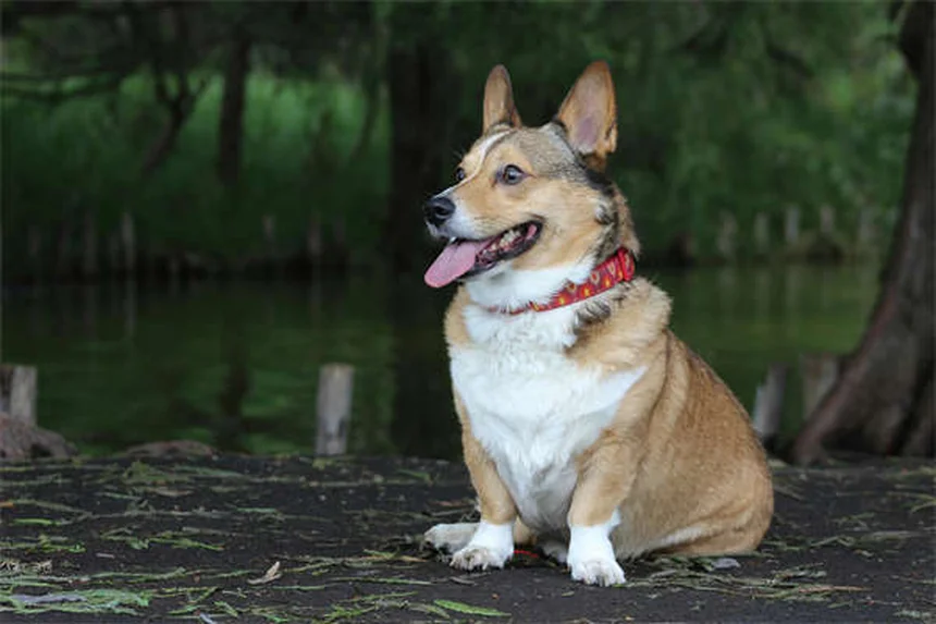Cómo cuidar a un perro ciego: 7 consejos esenciales para su bienestar