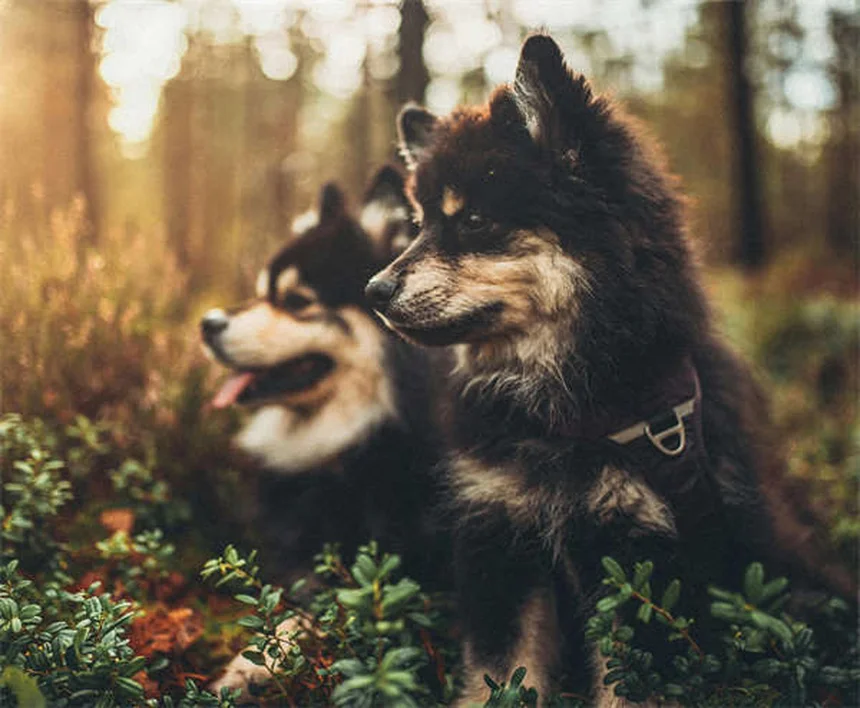 Cómo cuidar a un perro ciego: 7 consejos esenciales para su bienestar