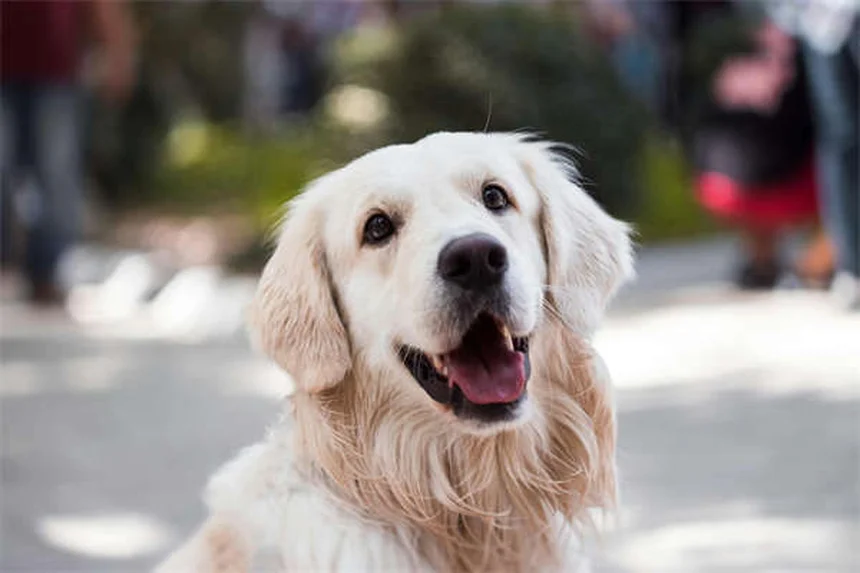 5 Remedios caseros para perros con picazón (prurito) que realmente funcionan