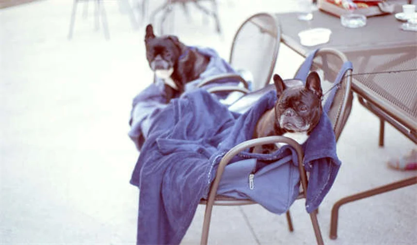 5 Remedios caseros para perros con picazón (prurito) que realmente funcionan