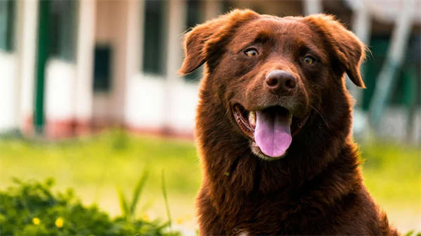 Diarrea en cachorros: causas, síntomas y qué hacer