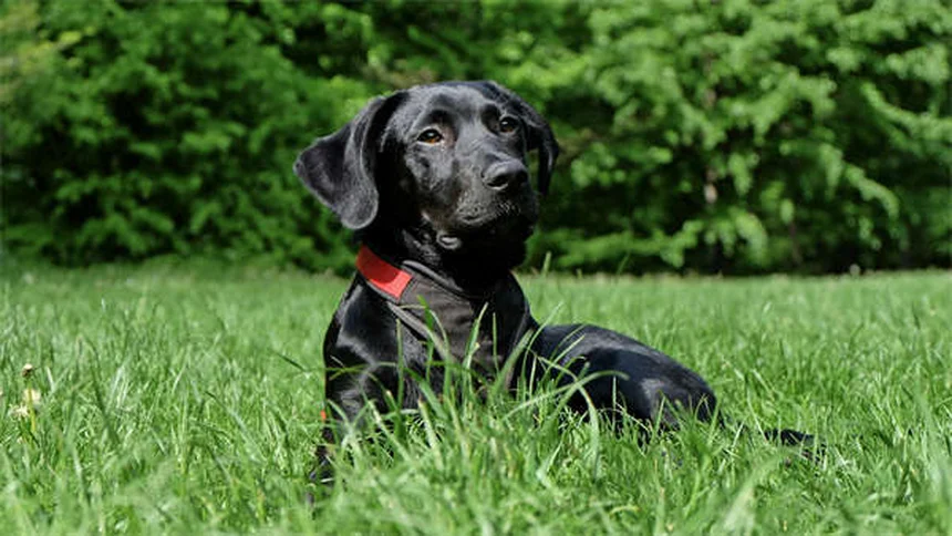 Diarrea en cachorros: causas, síntomas y qué hacer