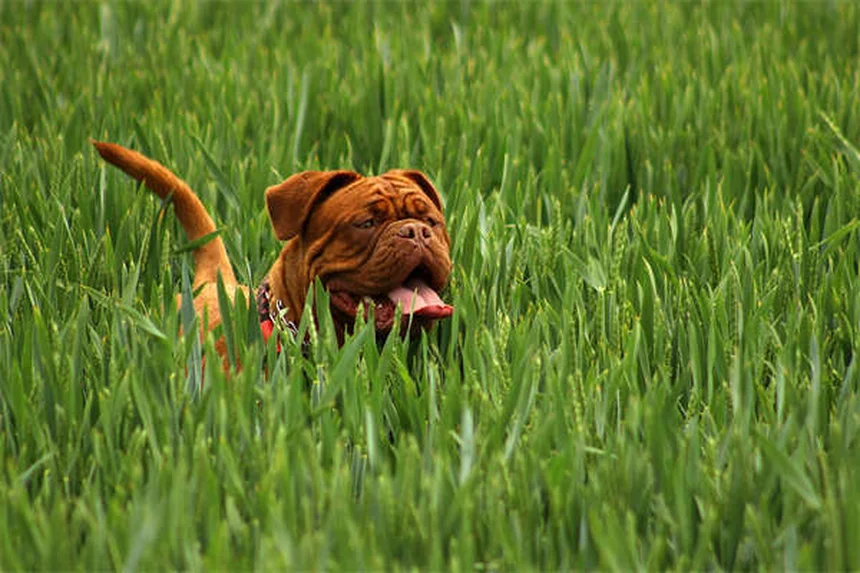 ¿Por qué mi perro destruye todo? 5 soluciones efectivas