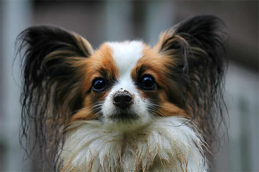 ¿Por qué mi perro destruye todo? 5 soluciones efectivas