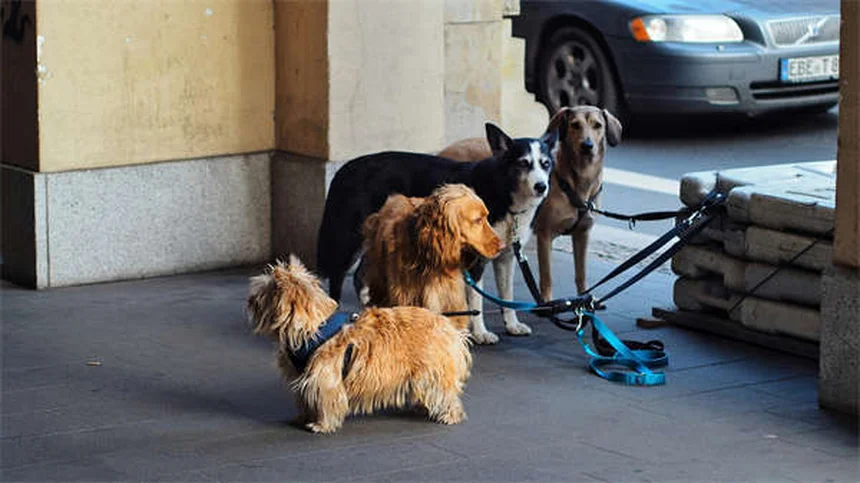 Cómo dar pastillas a tu perro o gato: 5 trucos infalibles