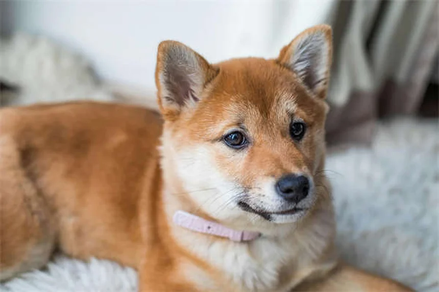 Lactulosa para mascotas: Alivia el estreñimiento y problemas hepáticos