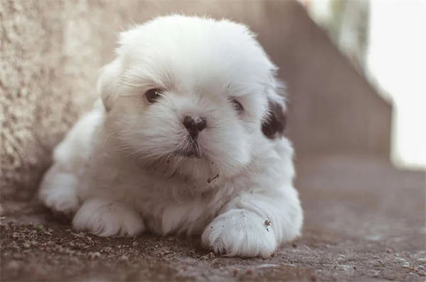 Lactulosa para mascotas: Alivia el estreñimiento y problemas hepáticos