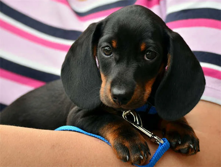 7 razones por las que los perros ladran: descubre su lenguaje secreto