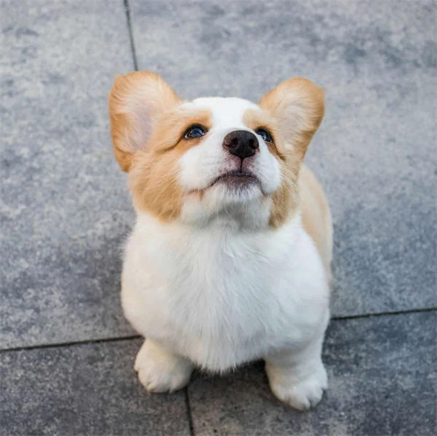 7 razones por las que los perros ladran: descubre su lenguaje secreto