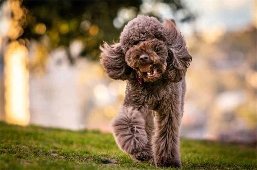 ¿Por qué los perros lamen el aire? 7 razones sorprendentes