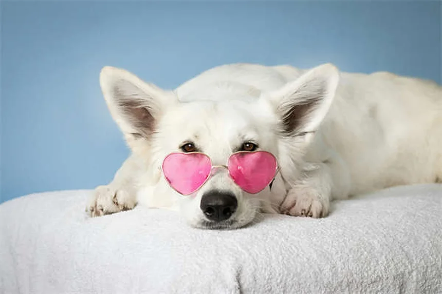 ¿Por qué los perros lamen el aire? 7 razones sorprendentes