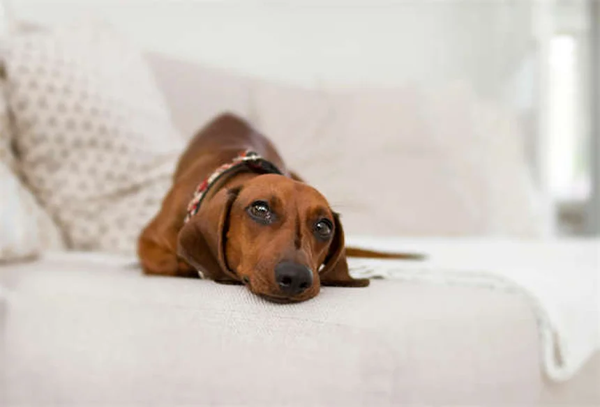 ¿Por qué le suena el estómago a mi perro? Causas y soluciones