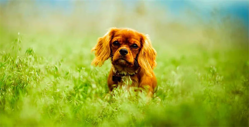 ¿Por qué le suena el estómago a mi perro? Causas y soluciones