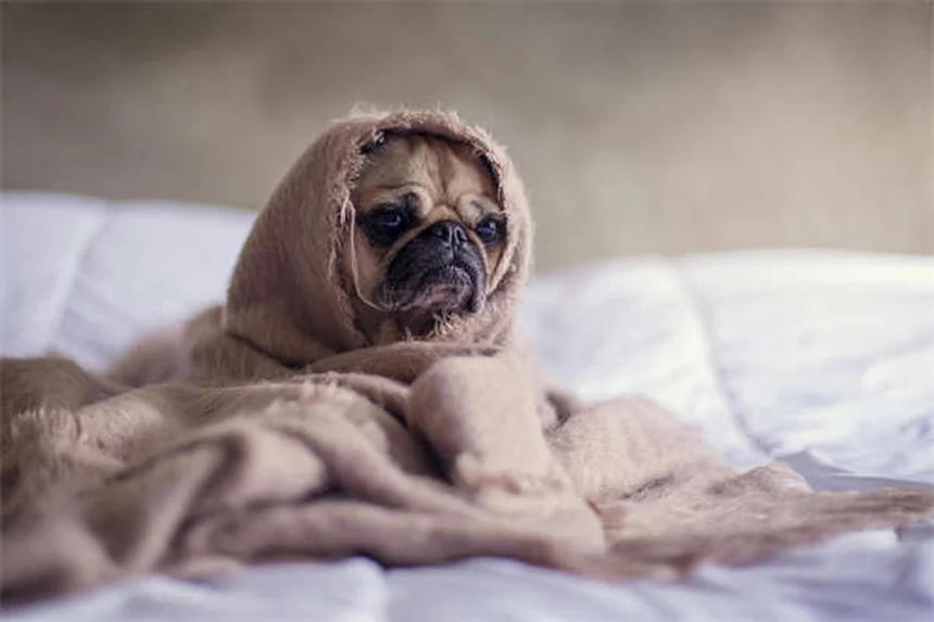 Picadura de abeja en perros: síntomas y qué hacer ¡Guía completa!