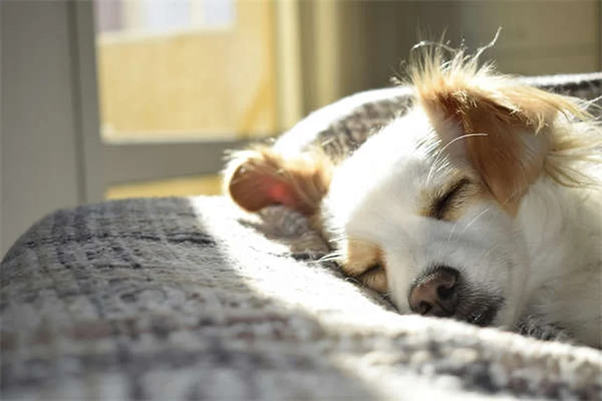 Picadura de abeja en perros: síntomas y qué hacer ¡Guía completa!