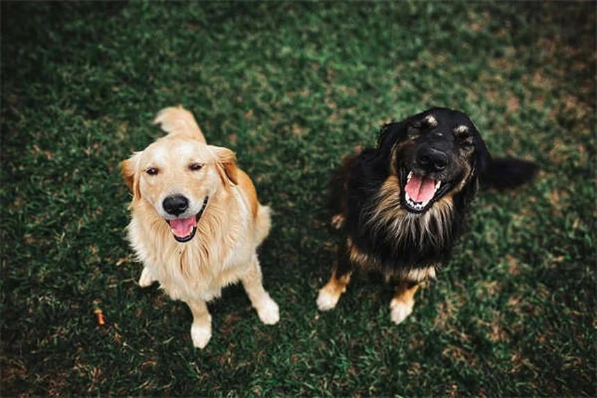 Picadura de abeja en perros: síntomas y qué hacer ¡Guía completa!