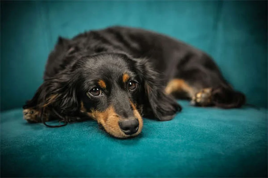 Refuerzo positivo en perros: Guía completa para entrenar con amor