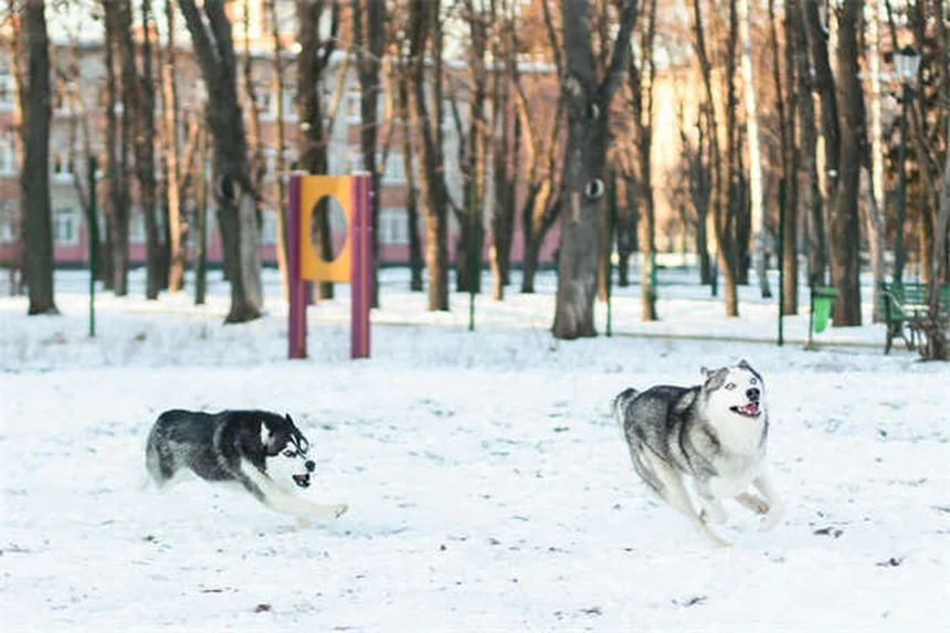Refuerzo positivo en perros: Guía completa para entrenar con amor