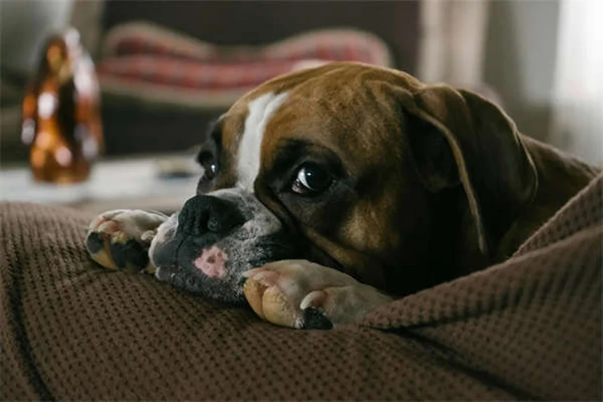 Refuerzo positivo en perros: Guía completa para entrenar con amor