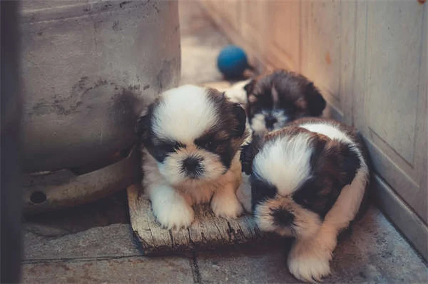 ¿Es bueno cortar las orejas a los perros? Descubre la verdad sobre esta práctica
