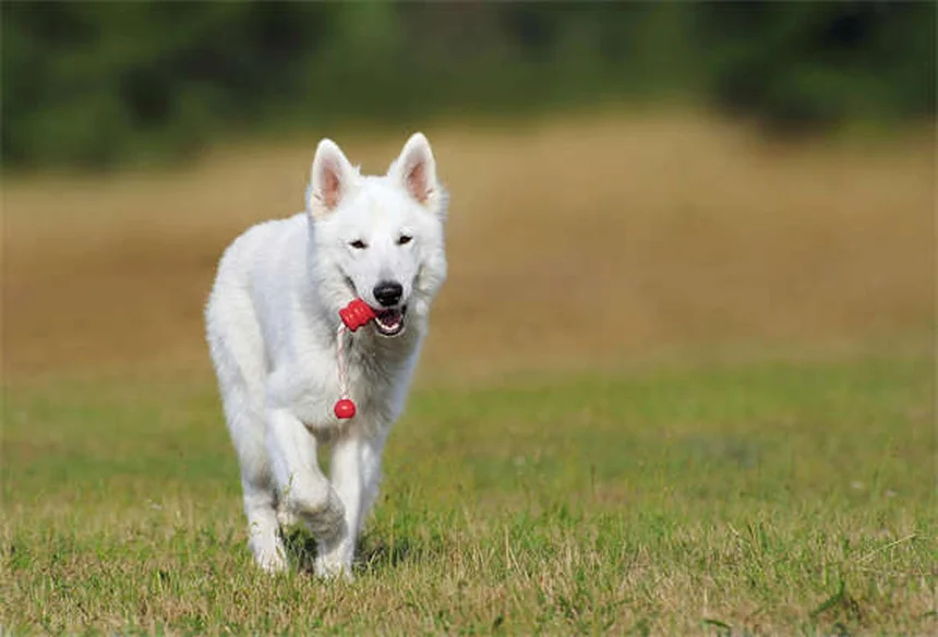 ¿Es bueno cortar las orejas a los perros? Descubre la verdad sobre esta práctica