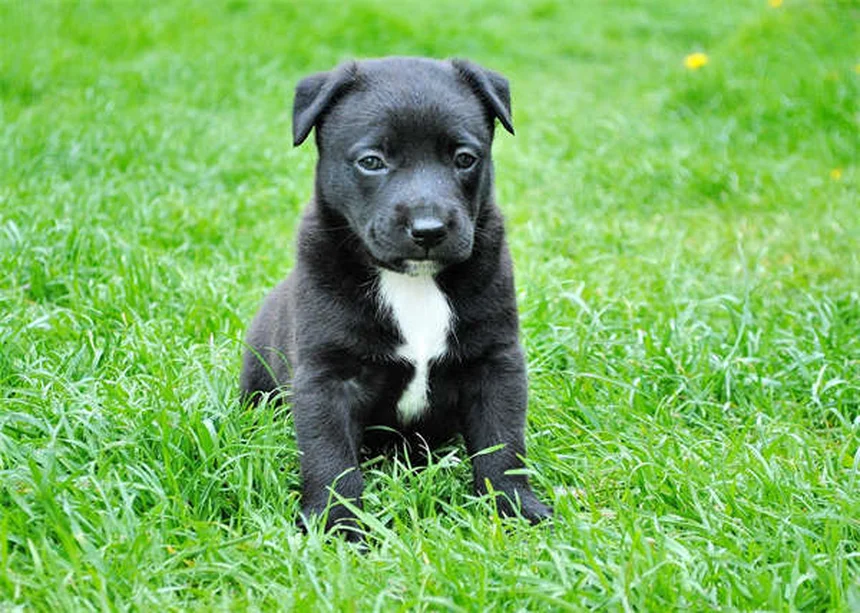 Miocardiopatía dilatada en perros: síntomas, causas y tratamiento