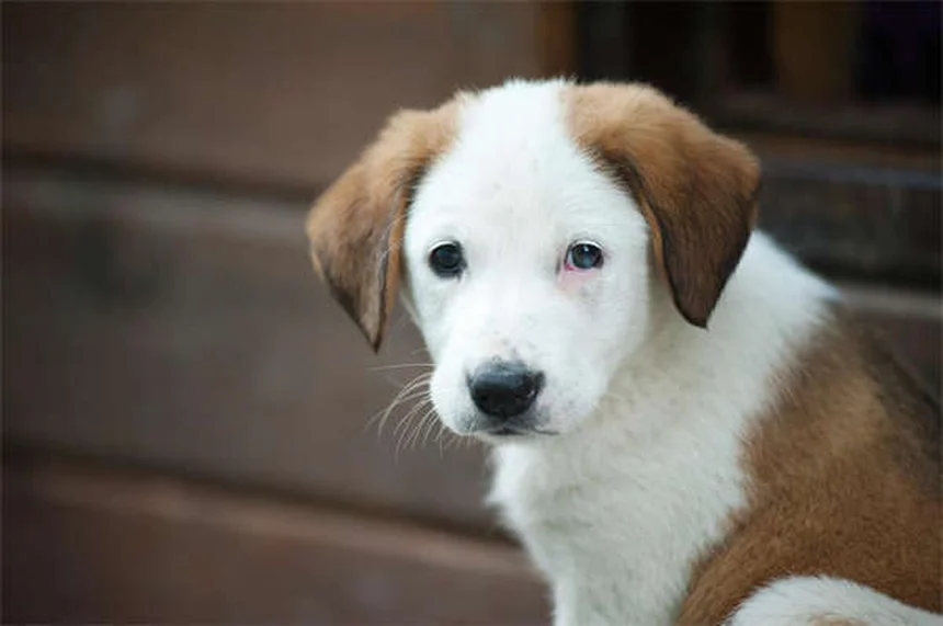Miocardiopatía dilatada en perros: síntomas, causas y tratamiento
