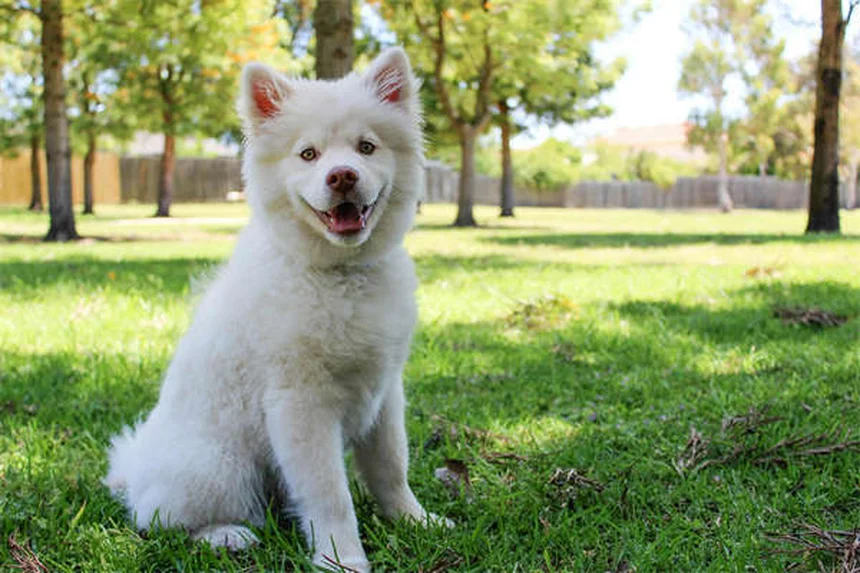 Acupuntura para perros: ¿Funciona realmente? Descubre los beneficios
