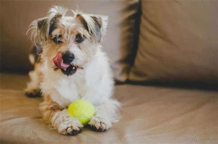 Cómo manejar el agotamiento del cuidador de mascotas enfermas