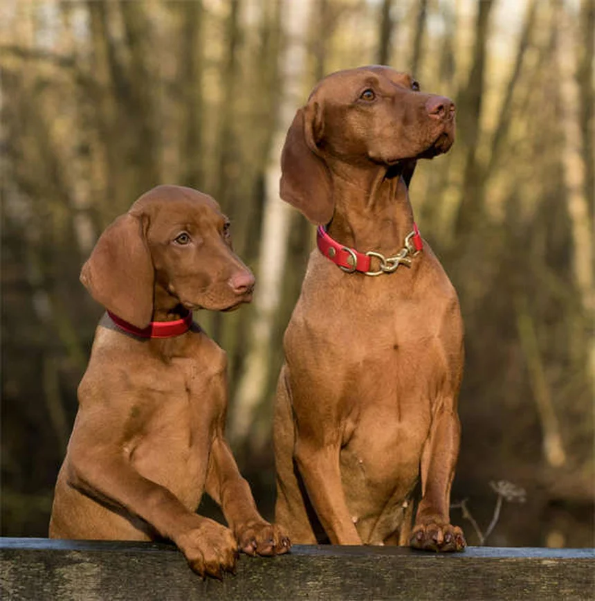 Caseta para perros: ¿Realmente la necesita tu mascota?