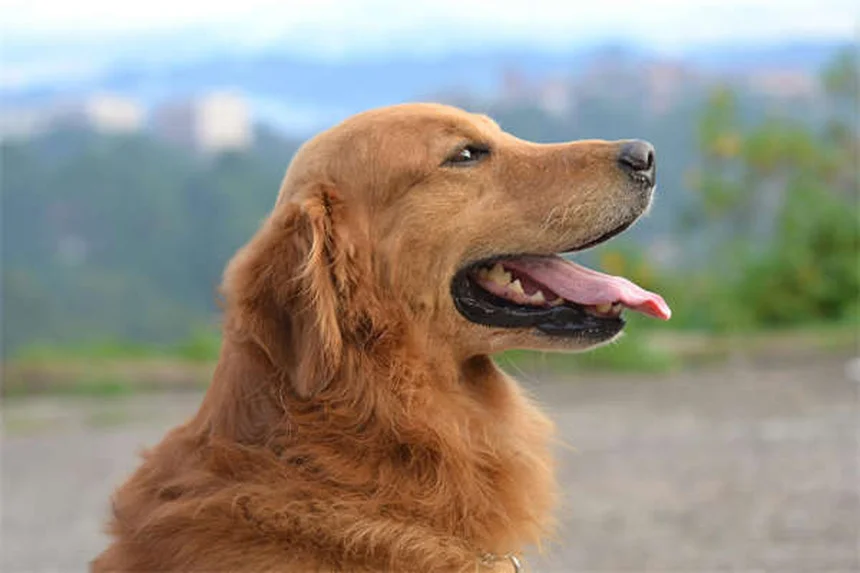 Diarrea en perros: causas, tratamientos y cuándo preocuparse