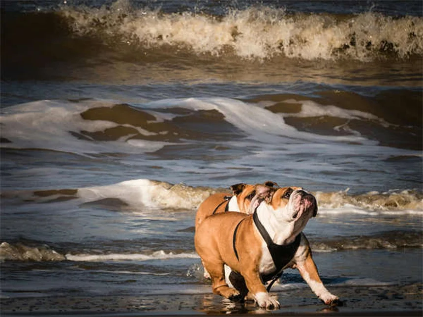 ¿A qué edad se considera mayor un perro? Guía completa para dueños