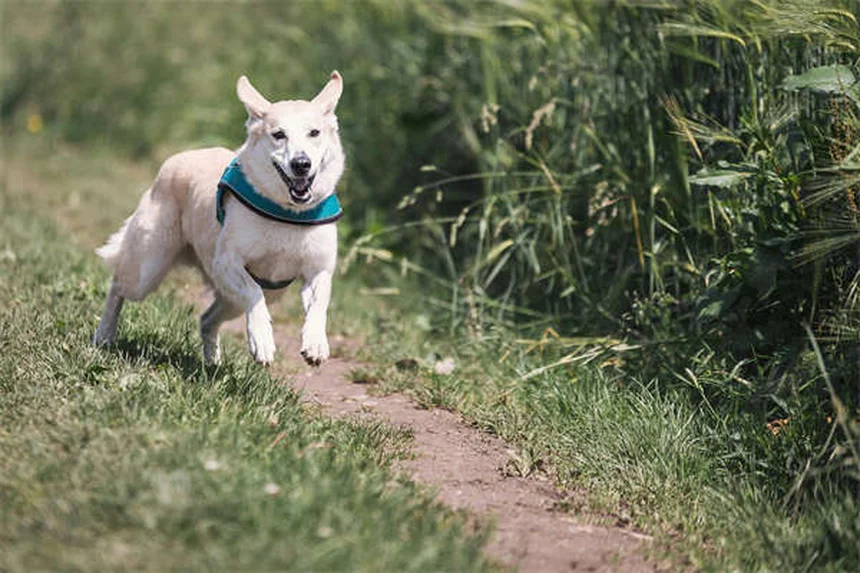 Síndrome de serotonina en perros: síntomas, causas y tratamiento urgente