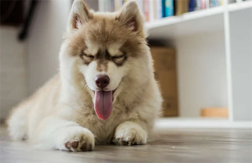 Síndrome de serotonina en perros: síntomas, causas y tratamiento urgente