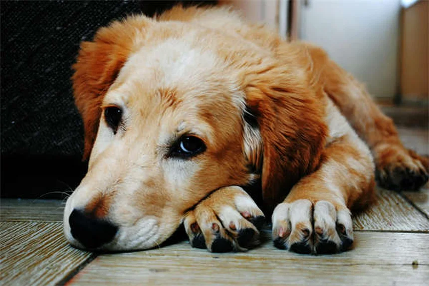 ¿Por qué los perros se revuelcan en caca? 3 razones y cómo evitarlo