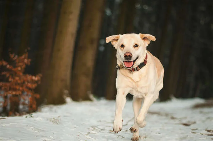 Pica en perros: 5 señales de alerta y cómo solucionarlo