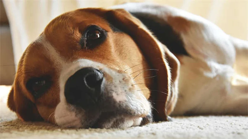 Cómo proteger a tu gato del frío: 6 errores que debes evitar