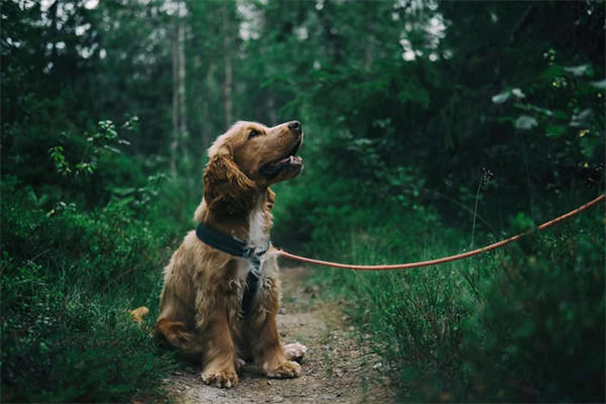 Seguro para mascotas 2025: Precios y cómo ahorrar en tu póliza